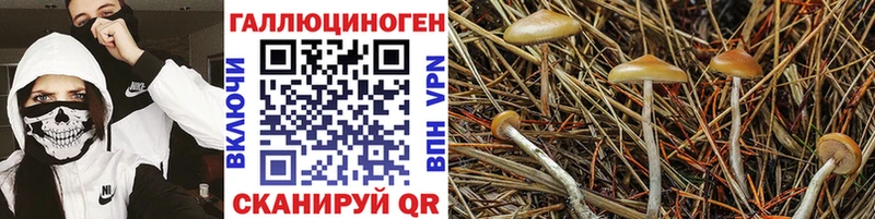 Купить где  Пересвет  Галлюциногенные грибы Psilocybine cubensis 
